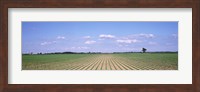 Soybean field in a landscape, Marion County, Illinois, USA Fine Art Print