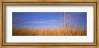 Grass in a field, Marion County, Illinois, USA Fine Art Print