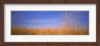 Grass in a field, Marion County, Illinois, USA Fine Art Print