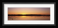 Pelicans and other wading birds at sunset, J.N. Ding Darling National Wildlife Refuge, Sanibel Island, Florida, USA Fine Art Print