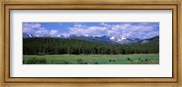 Beaver Meadows Rocky Mountain National Park CO USA Fine Art Print