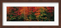 Fall Maple Trees Fine Art Print