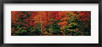 Fall Maple Trees Fine Art Print