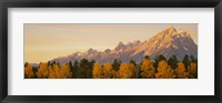 Aspen trees on a mountainside, Grand Teton, Teton Range, Grand Teton National Park, Wyoming, USA Fine Art Print