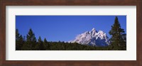 Trees in a forest with snow covered mountains in the background, Grand Teton National Park, Wyoming, USA Fine Art Print