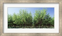 USA, New Mexico, Tularosa, pecan trees Fine Art Print