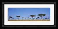 Acacia trees on a landscape, Maasai Mara National Reserve, Kenya Fine Art Print
