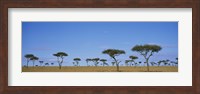 Acacia trees on a landscape, Maasai Mara National Reserve, Kenya Fine Art Print