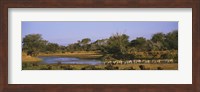 Herd of Zebra (Equus grevyi) and African Buffalo (Syncerus caffer) in a field, Uaso Nyrio River, Samburu, Kenya Fine Art Print