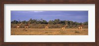View Of A Group Of Giraffes In The Wild, Maasai Mara, Kenya Fine Art Print