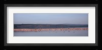 Africa, Kenya, Lake Nakuru National Park, Lake Nakuru, Flamingo birds in the lake Fine Art Print