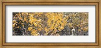 Aspen trees in autumn, Grand Teton National Park, Wyoming, USA Fine Art Print