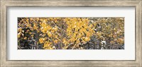 Aspen trees in autumn, Grand Teton National Park, Wyoming, USA Fine Art Print