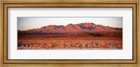 Sandhill Crane, Bosque Del Apache, New Mexico, USA Fine Art Print