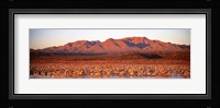 Sandhill Crane, Bosque Del Apache, New Mexico, USA Fine Art Print