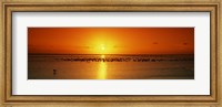 Flock of seagulls on the beach at sunset, South Padre Island, Texas, USA Fine Art Print