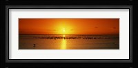 Flock of seagulls on the beach at sunset, South Padre Island, Texas, USA Fine Art Print