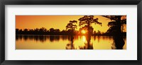 Cypress trees at sunset, Horseshoe Lake Conservation Area, Alexander County, Illinois, USA Fine Art Print