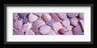 Close-up of seashells Fine Art Print