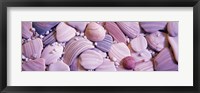 Close-up of seashells Fine Art Print