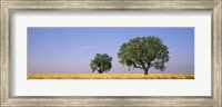 Two almond trees in wheat field, Plateau De Valensole, France Fine Art Print