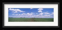 Cornfield, Marion County, Illinois, USA Fine Art Print