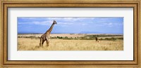 Giraffe, Maasai Mara, Kenya Fine Art Print