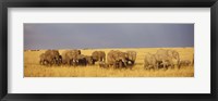 Elephants on the Grasslands, Masai Mara National Reserve, Kenya Fine Art Print