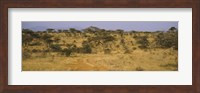 Trees on a landscape, Samburu National Reserve, Kenya Fine Art Print