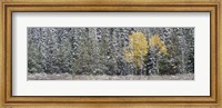Pine Trees In A Forest, Grand Teton National Park, Wyoming, USA Fine Art Print