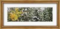 Trees covered with snow, Grand Teton National Park, Wyoming, USA Fine Art Print