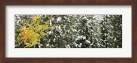 Trees covered with snow, Grand Teton National Park, Wyoming, USA Fine Art Print