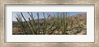 Ocotillo Anza Borrego Desert State Park CA Fine Art Print