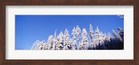 Pine Trees in Winter, Oregon Fine Art Print