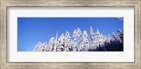 Pine Trees in Winter, Oregon Fine Art Print