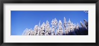 Pine Trees in Winter, Oregon Fine Art Print