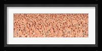Lesser flamingos Fine Art Print