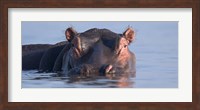 Close-up of a hippopotamus submerged in water Fine Art Print
