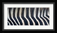 Close-up of a Greveys zebra stripes and mane Fine Art Print