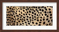 Close-up of the spots on a cheetah Fine Art Print