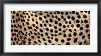 Close-up of the spots on a cheetah Fine Art Print