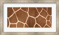 Close-up of a reticulated giraffe markings Fine Art Print