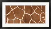 Close-up of a reticulated giraffe markings Fine Art Print