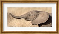 Close-up of a African elephant calf at play Fine Art Print