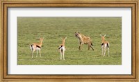 Three Gazelle fawns (Gazella thomsoni) and a Spotted hyena (Crocuta crocuta) in a field, Ngorongoro Conservation Area, Tanzania Fine Art Print