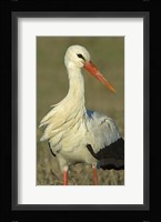 Close-up of an European white stork, Ngorongoro Conservation Area, Arusha Region, Tanzania (Ciconia ciconia) Fine Art Print