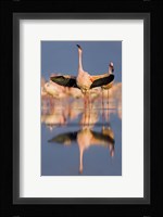 Lesser flamingo wading in water, Lake Nakuru, Kenya (Phoenicopterus minor) Fine Art Print