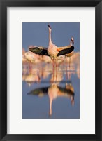 Lesser flamingo wading in water, Lake Nakuru, Kenya (Phoenicopterus minor) Fine Art Print