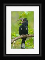 Silvery-cheeked hornbill perching on a branch, Lake Manyara, Arusha Region, Tanzania Fine Art Print