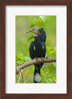 Silvery-cheeked hornbill perching on a branch, Lake Manyara, Arusha Region, Tanzania Fine Art Print
